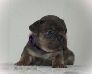 Französische Bulldoggen Welpen von ausgewerteten Elterntieren mit Ahnentafel