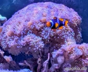 Euphyllia Paraancora  - Goldstamm mit lila Hammer