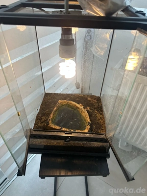 Schmuckhornfrosch XXL