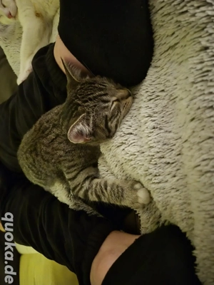 Kleines Katzenbaby mädchen sucht ein neues zuhause 