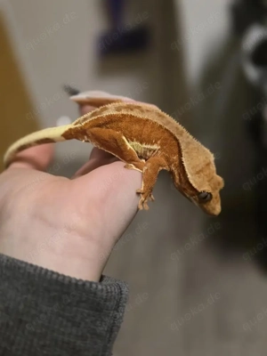  Correlophus ciliatus - Neukaledonische Kronengecko