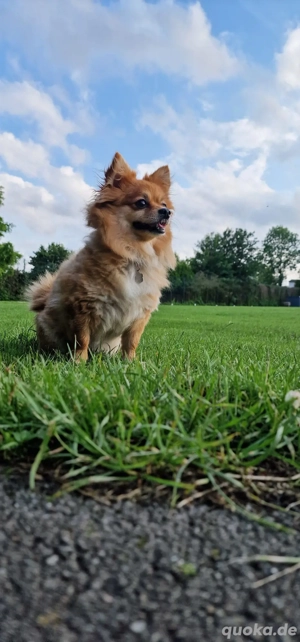 Pomerania Zwergspitz 