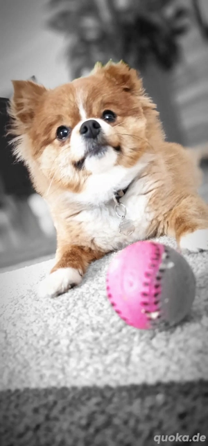 Pomerania Zwergspitz 