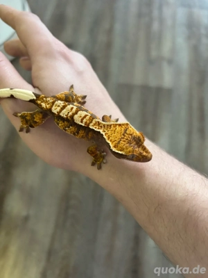 Kronengecko, Rhacodactylus ciliatus, 0.0.2 , Dark Base Harlequin   Partial Pinstripe   Cream Orange 