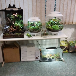 Terrarien, Flaschengärten - Zimmerpflanzen - Dekoration - Technik - Aquaristikzubehör  Bild 5