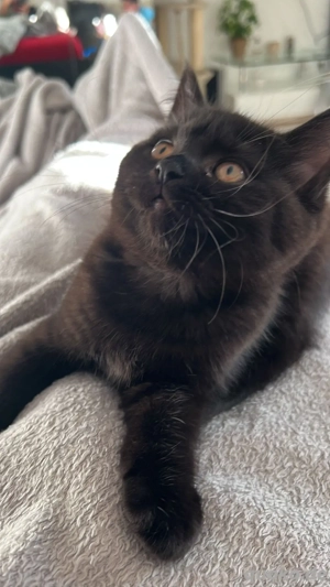 Britisch Kurzhaar Kitten