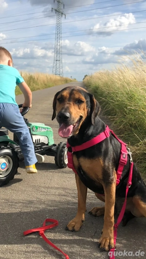 Dobermann Beagle Mischlingsrüde