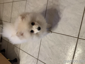 Zwergspitz Pomeranian Weibchen