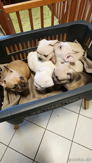 Französische Bulldoggen-Welpen