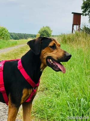 Dobermann Beagle Mischlingsrüde