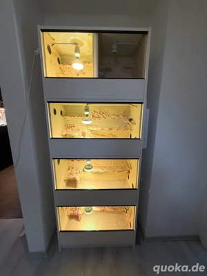 Aufzucht Terrarium für Reptilien z.B. Bartagame