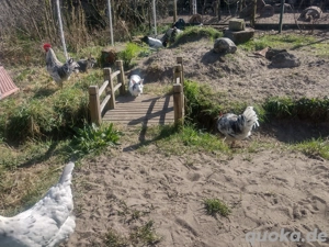 Kaninchen suchen dringend Zuhause!!!!!