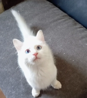 Türkische Angora Mädchen, Katze