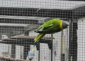 Pflaumenkopfsittich abzugeben 
