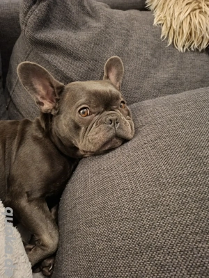 Französische Bulldogge Hündin