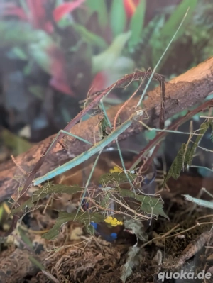 Stabschrecken Medauroidea extradentata blau 1 Euro das Stck.