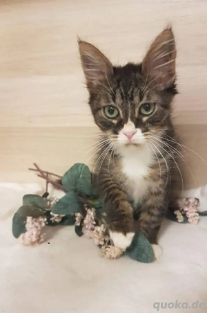 Schöner Maine Coon zur Adoption