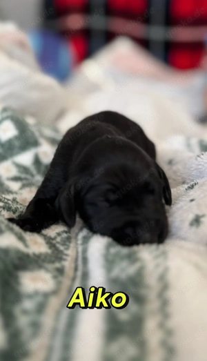 Welpen Deutsch Kurzhaar 