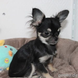 Reinrassiger Chihuahua-Welpe zur Adoption