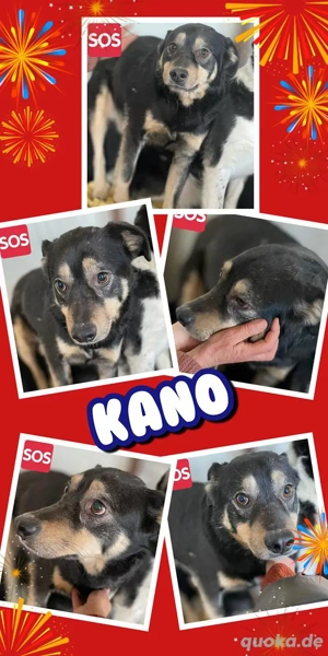 lieber, wunderschöner Rüde "Kano" sucht dringend ein Zuhause, wer hat ein Körbchen frei?