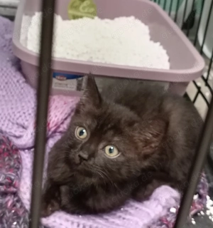 Katzenbabys geboren am 28.10.25
