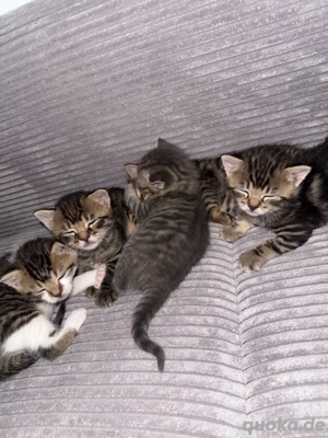 5 wochen alte Kitten 