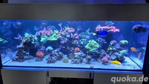 Meerwasseraquarium Korallen Meerwasser Aquarium 