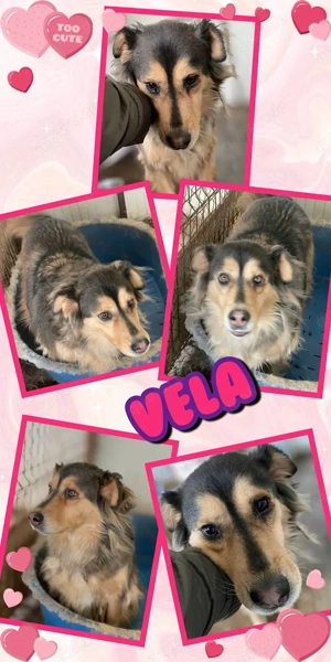 wunderschöne Hundeomi "Vela" sucht ihre Menschen