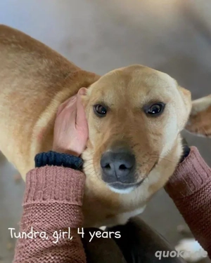 freundliche, fröhliche, wunderschöne Hündin "Tundra" sucht ein liebevolles Zuhuse Bild 6