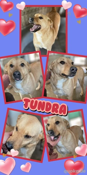 freundliche, fröhliche, wunderschöne Hündin "Tundra" wartet immer noch auf Ihr Glück
