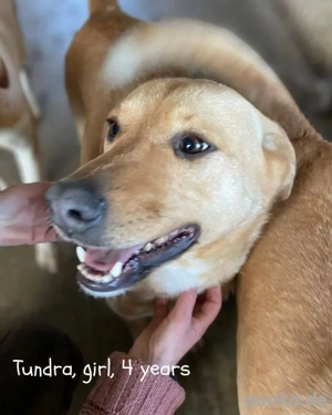 freundliche, fröhliche, wunderschöne Hündin "Tundra" sucht ein liebevolles Zuhuse Bild 5