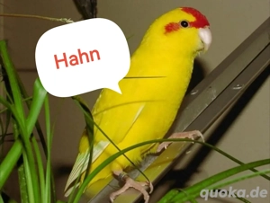 Ziegensittich Pärchen 