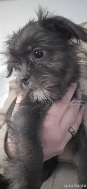 Süße Yorker Shi-Tzu  Mix suchen liebevolles zuhause