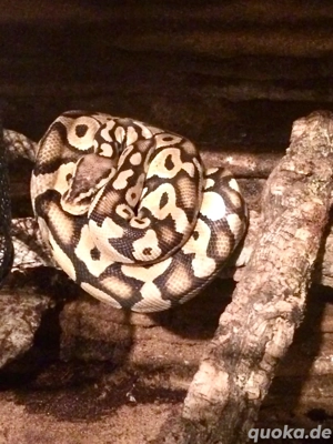 Königspython Bild 3