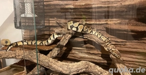 Königspython Bild 2