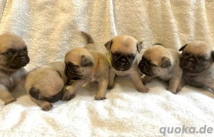 Zuckersüße frei atmende Mopswelpen nach RetroArt, sportlich, schlank, gesund