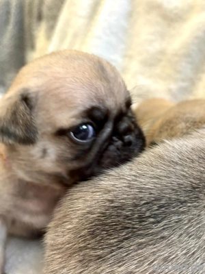 Zuckersüße frei atmende Mopswelpen nach RetroArt, sportlich, schlank, gesund Abgabe ab Februar 26