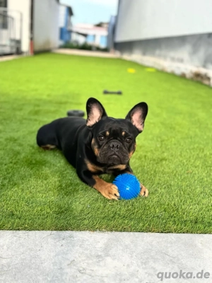 Französische Bulldogge Hündin