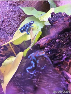 Dendrobates auratus Birkhahn & Exo Terra Tree Frog