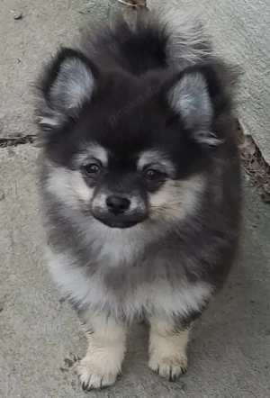 Süßer PomChi's Rüde sucht ein liebevolles Heim.