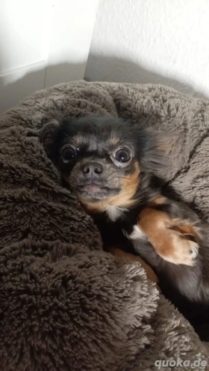 Kleine Püppi sucht ihr Traumschloss 