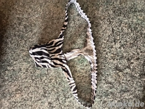 Herren Tanga Größe M, schwarz   weiß