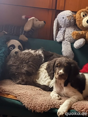 Muss mich leider von mein Welpen trenen da sie sich mit meine Hündin versteht