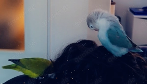 Rußköpchenpapageien Paar mit Käfig und Zubehör 