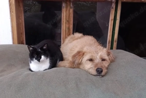 Hallo, ich bin Lizzy! ** eigenes Zuhause sehr dringend gesucht***