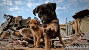 Spenden für den Tierschutz