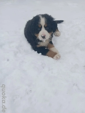 Bernersennen Hunde Welpe