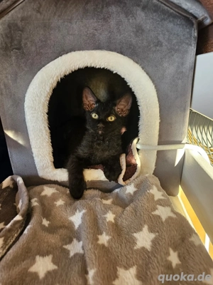 Sphynx Kitten mit Fell