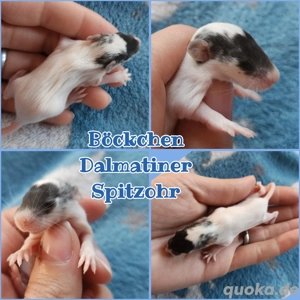 Baby Böckchen Ratten Farbratten super zahm und kinderlieb 