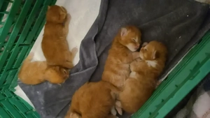 Main Coon XL baby katzen